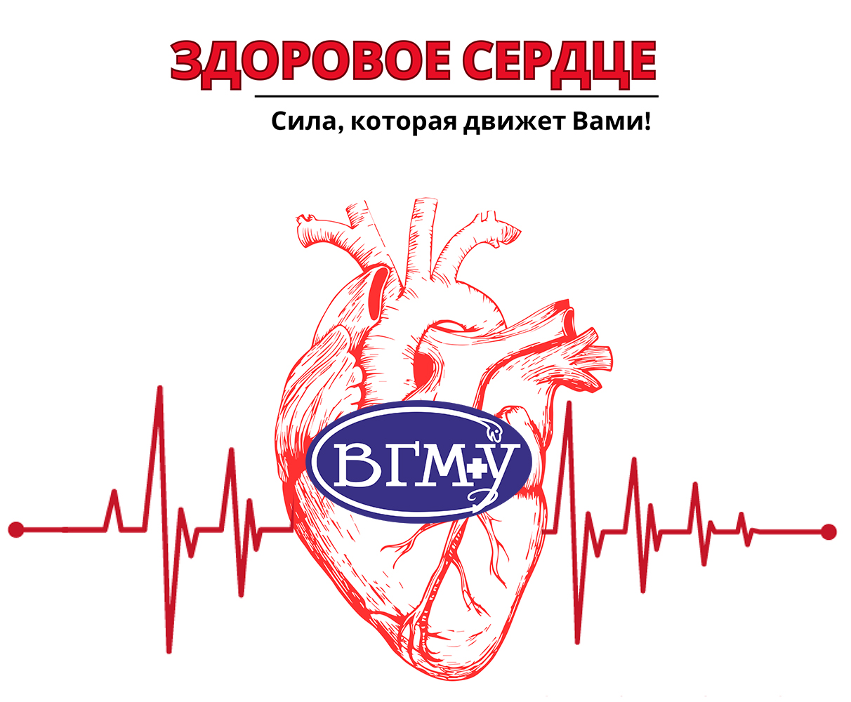 здоровое сердце